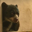 La campaña de recaudación se denomina: Un hábitat para Sisa