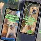 Fundación Almanimal sufre estragos de las lluvias