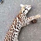 El tigrillo fue encontrado fuera de su hábitat.