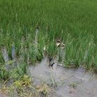 La moto de la víctima quedó sumergida en los arrozales.