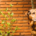 Los perros mayores, aunque a veces pasan desapercibidos en los refugios, tienen mucho amor y compañía para ofrecer.