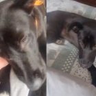 La perrita fue encontrada con señales de abuso.