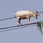 El video de la cabra trepada en los cables eléctricos ha dado la vuelta al mundo.