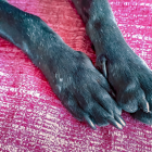 Se hará un plantón por el abuso de una perrita en Quito.