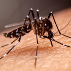 Fiebre amarilla: ¿qué causa y cómo prevenirla?