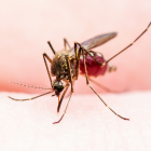 Fiebre amarilla en Ecuador: riesgo de brote es bajo, según ministro.