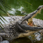 El cocodrilo lo mantuvo en su boca durante 30 minutos.