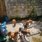 Este es el desgarrador estado de desnutrición en el que se hallaban los pocos perros que aún quedaban en el refugio.