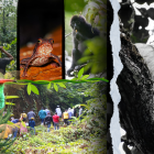 Conozca un bosque ubicado en el corazón del Chocó ecuatoriano.