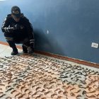 Los animales se encontraban en una caja de cartón, previamente identificada.