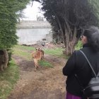 Los cuerpos sin vida de perros callejeros aparecieron en matorrales y barrios populares.