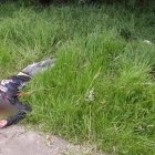 Dos hombres fueron hallados sin vida en El Troje, sur de Quito. Uno no tenía cabeza.