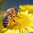 Más del 75% de los alimentos que consumimos dependen, en parte, de la polinización.