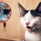 El gato fue capturado mientras trepaba una reja, llevaba consigo sustancias ilícitas envueltas y adheridas con cinta.