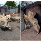 El perro Chad o Aura impone respeto en una jauría de China.