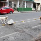 Una de las sugerencias es que se fortalezcan las esterilizaciones para animales de la calle.