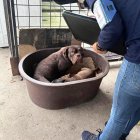 Los perros se encontraban en condiciones deplorables.