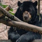 Este proyecto marca un antes y después en los esfuerzos por preservar al oso andino en la región