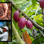 Cacao y juventud: una combinación que impulsa el desarrollo rural sostenible.