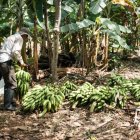 CORDEX propone plan de rescate para reactivar la producción de plátano