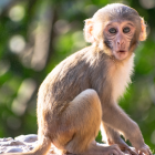 Un video de una señora reclamando por que le arrebataron a su 'mono mascota' se viralizó en redes.
