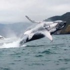 Empieza la temporada de avistamiento de ballenas en la costa ecuatoriana.