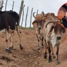 Policía desarticula banda que operaba en el robo de ganado en dos cantones de Pichincha