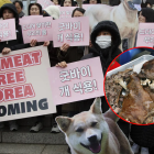 Activistas por los derechos animales buscan soluciones para los perros rescatados de granjas en Corea del Sur.