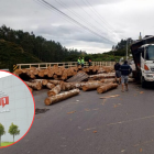 Accidente en Papallacta y caída de troncos en Píntag generaron una congestión vial