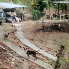 Una jauría de pitbulls hirió gravemente a un guardia de seguridad.