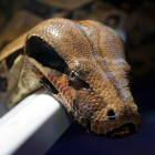 El cadáver del granjero estaba completo en el interior del animal.