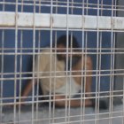 El sentenciado fue aprehendido poco después del suceso criminal.