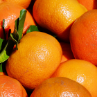 Ecuador exporta por primera vez mandarinas Tango a Estados Unidos.