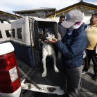 Por esta infracción hay multas de hasta $4.750, pero activistas insisten en que no es suficiente.