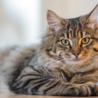 Gato descansando sobre una losa de hormigón fresca: una elección natural para regular su temperatura corporal en días calurosos.