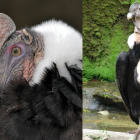 Una de las especies más importantes del Ecuador en estado crítico