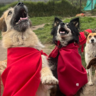 Los perritos Lucky Bienestar Animal