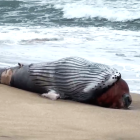 Una ballena juvenil fue encontrada muerta en la costas de Mar Bravo en Salinas