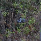 Dos jóvenes y una chica estaban escondidos en el Bosque Palo Santo, en el norte de Guayaquil.