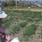 Lidia Tibán recorre sus cultivos de moras y maíz donde observa la quema que ha dejado la helada.