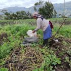 TUNGURAHUA. LAS PAPAS, MAIZ, FRESAS, MORA Y HORTALIZAS ENTRE LOS CULTIVOS AFECTADOS POR EL CAMBIO DE CLIMA.
AG-EXTERNO