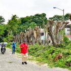 Al menos diez árboles fueron "mochados" en Las Garzas, norte de Guayaquil.