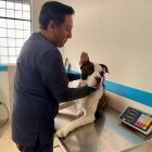 El perro similar a una raza pitbull se encuentra a buen recaudo.