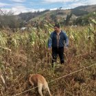 Los cultivos de maíz son los afectados por las heladas que se registran en la provincia de Cotopaxi.