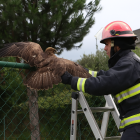 El Cuerpo de Bomberos rescató al ave de la malla de una vivienda.