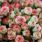 Ecuador envía un millón de rosas a China en solo tres días.