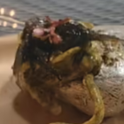 Usuario de TikTok hace video mostrando a una extraña criatura.