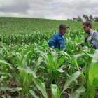 El Bono Raíces busca mitigar el impacto económico de la reforma energética y promover la inclusión financiera.