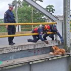 Miembros del Cuerpo de Bomberos de Quinindé realizan maniobras para para alcanzar al perro que se encontraba en un lugar peligroso del puente.