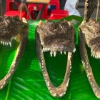 El esqueleto del reptil se exhibe junto a la parrilla, para no dejar dudas del origen de la carne.